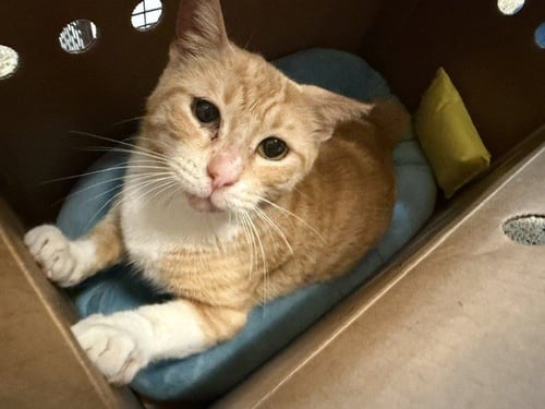 AMELI - Domestic Short Hair available for adoption