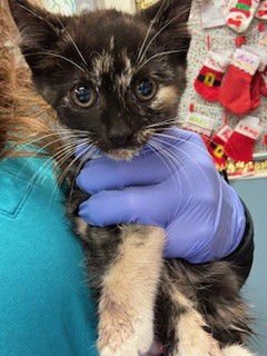 CARAMEL - Domestic Short Hair available for adoption
