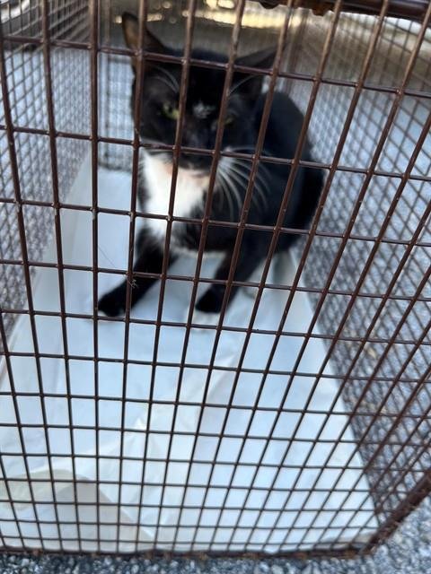 STORM - Domestic Long Hair for adoption in Hialeah