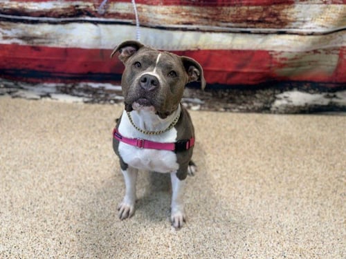 FARA - Bulldog available for adoption