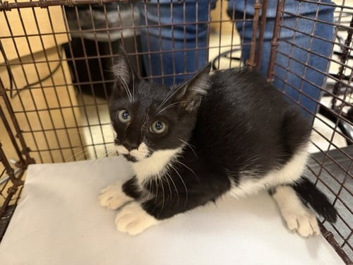 ROY - Domestic Short Hair available for adoption