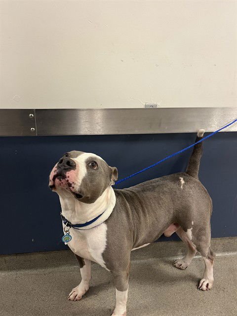 ZANE - Terrier available for adoption