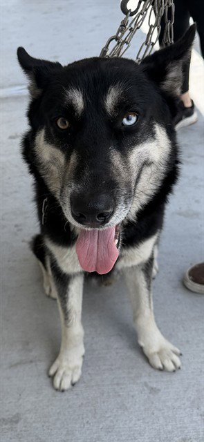 SONIC - Siberian Husky available for adoption