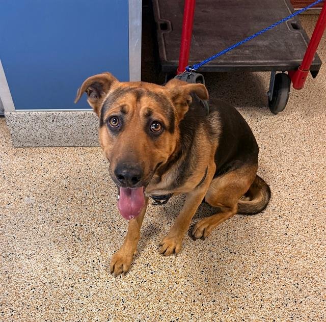 BERT - German Shepherd Dog available for adoption