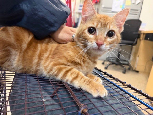 SUNNY - Domestic Short Hair available for adoption