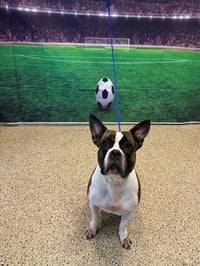 STELLA - Photo 1