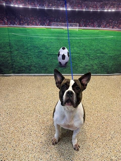 STELLA - American Bulldog available for adoption