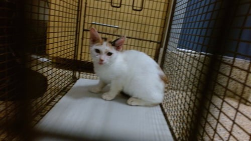 TOPPER - Domestic Short Hair available for adoption