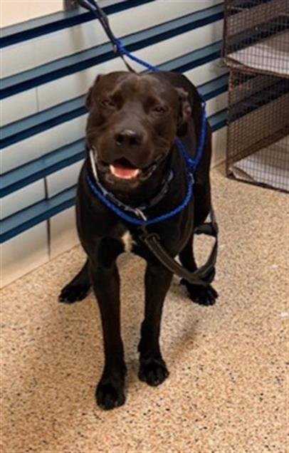 DUKE - Staffordshire Bull Terrier available for adoption