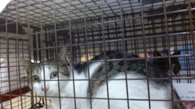 AMOR - Domestic Short Hair available for adoption