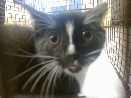 MICHI - Domestic Short Hair available for adoption
