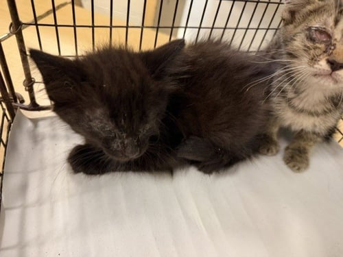 MINIE - Domestic Short Hair available for adoption