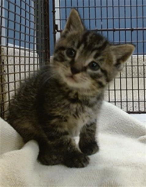 BEAN - Domestic Short Hair available for adoption