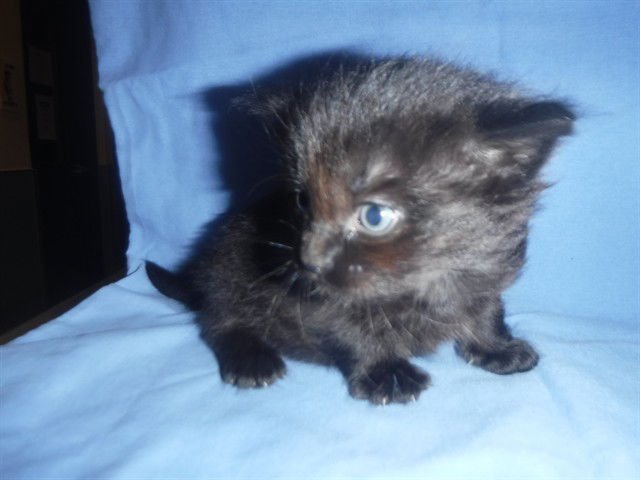 BOBBY - Domestic Short Hair available for adoption