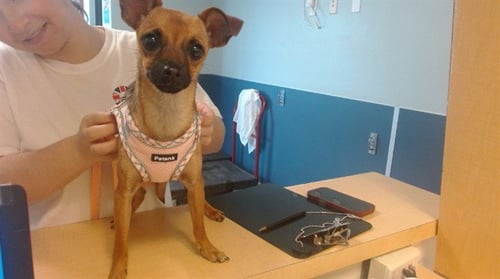 NOLA - Chihuahua available for adoption