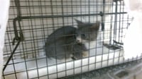 MEOW MYERS - Photo 1