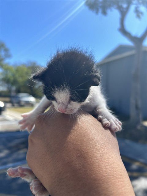 SKY - Domestic Short Hair available for adoption