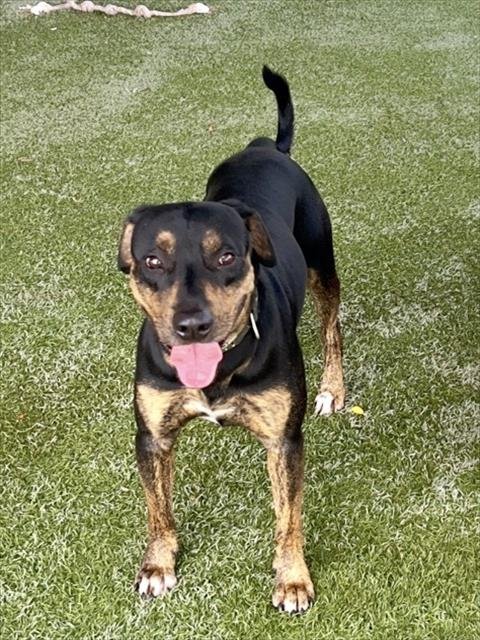 INGE - Rottweiler available for adoption