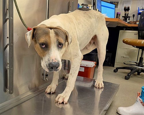TITAN - Anatolian Shepherd available for adoption