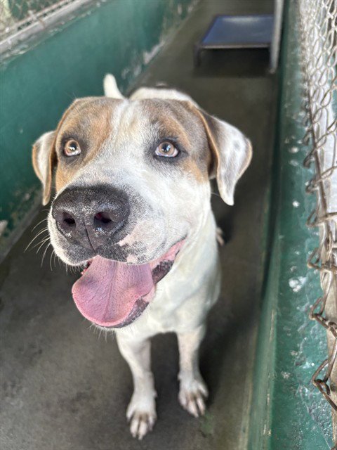 TITAN - Anatolian Shepherd available for adoption
