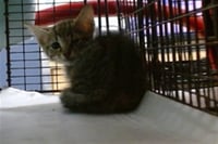 BABY - Photo 1