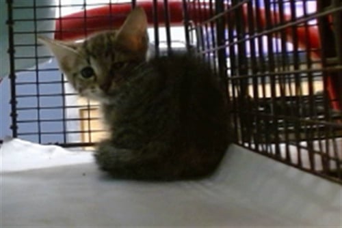 BABY - Domestic Short Hair available for adoption