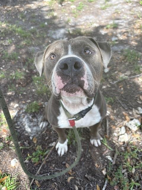RUBBLE - American Bulldog available for adoption