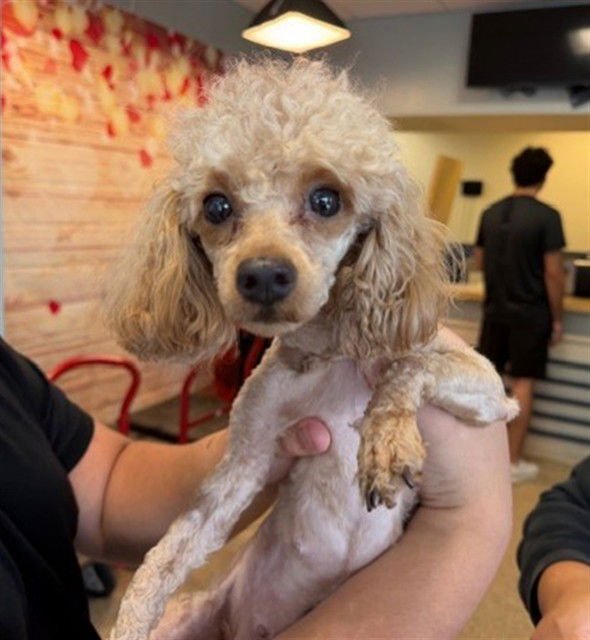 JELLY BEAN - Poodle (Miniature) available for adoption