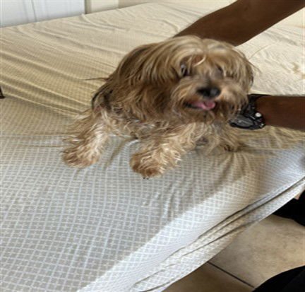 TIMMY - Yorkshire Terrier Yorkie available for adoption