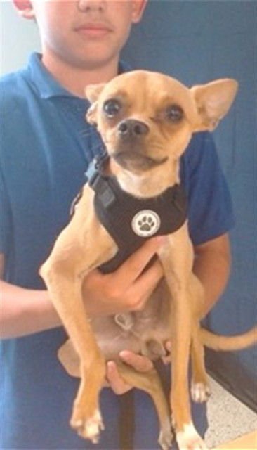 TYSON - Chihuahua available for adoption