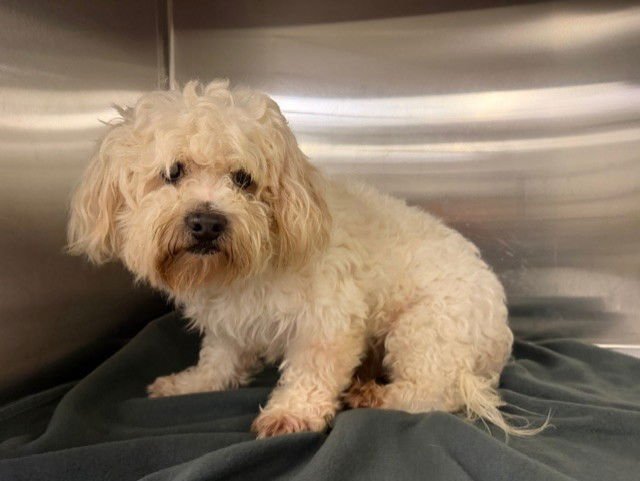 TOBY - Bichon Frise available for adoption