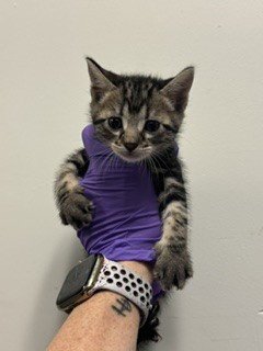 WILLIAM - Domestic Short Hair available for adoption