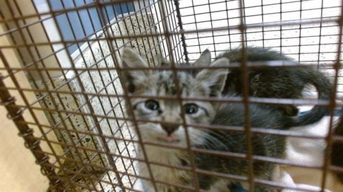 RASCAL - Domestic Short Hair available for adoption