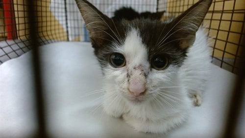 PATCHES - Domestic Short Hair available for adoption
