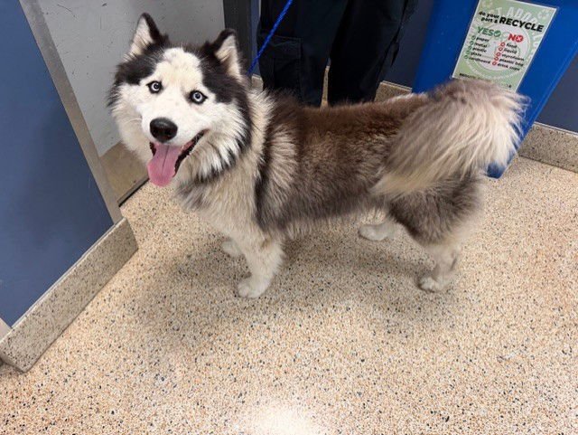TOBY - Siberian Husky available for adoption