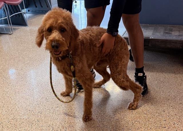 TIMOTEO - Golden Retriever / Poodle (Standard) available for adoption