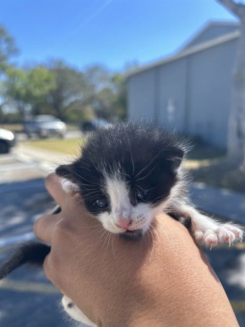 STAR - Domestic Short Hair available for adoption