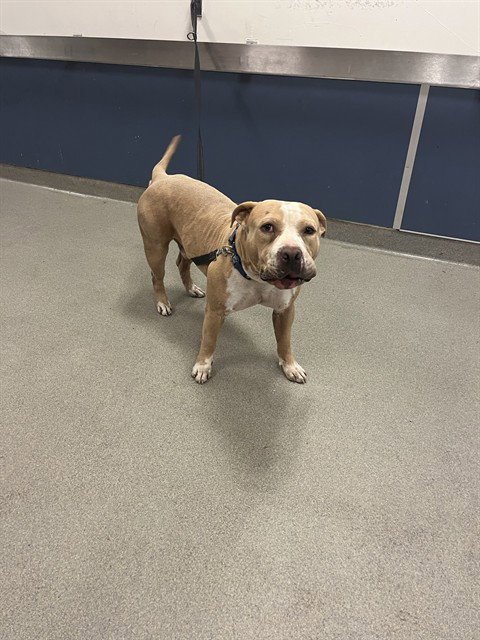 TANK - Bulldog available for adoption