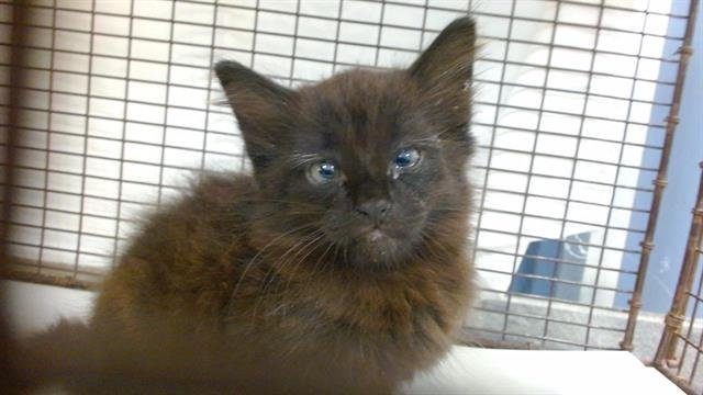 UMBREON - Domestic Short Hair available for adoption