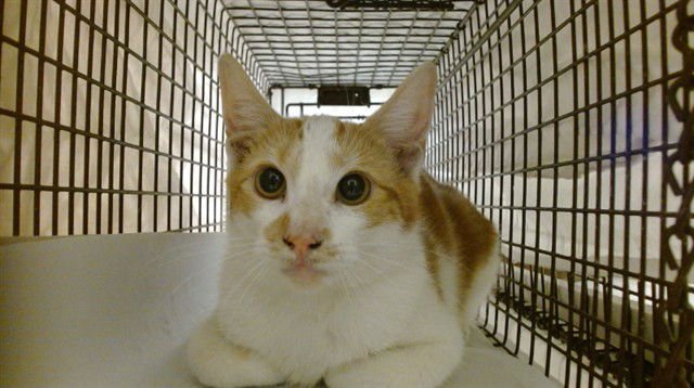 CHLEO - Domestic Short Hair available for adoption