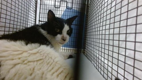 SMOKY - Domestic Short Hair available for adoption