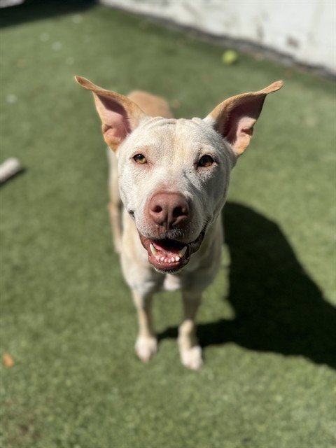 LINDA - Labrador Retriever available for adoption