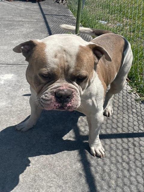 BIG AL - American Bulldog available for adoption