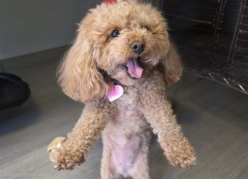 HAZEL - Poodle (Toy) available for adoption