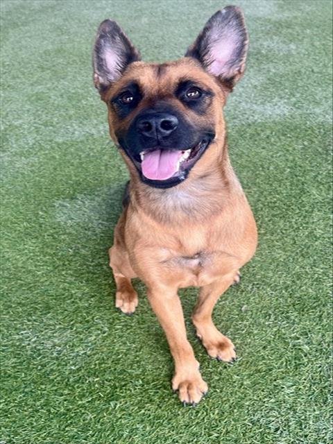 ROXY - Belgian Shepherd Malinois available for adoption