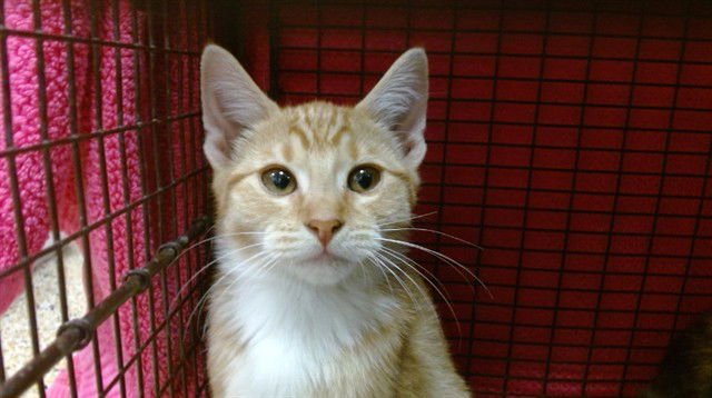 BEATRIX - Domestic Short Hair available for adoption