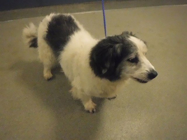 BELLE - Terrier available for adoption