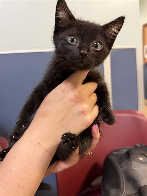 VEGETA - Domestic Short Hair available for adoption
