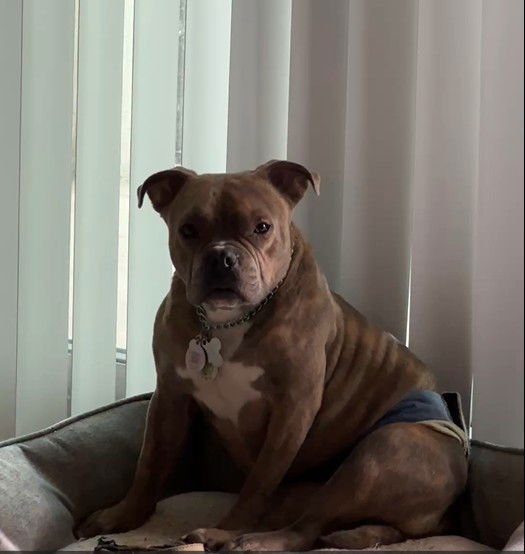 TWITCH - Bulldog available for adoption