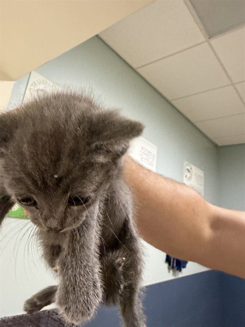 TINA - Domestic Short Hair available for adoption